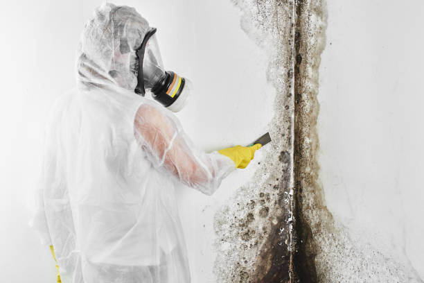 Best Residential Mold Remediation in Groesbeck, OH