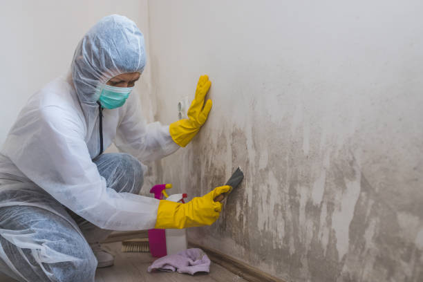 Best Crawl Space Mold Remediation in Groesbeck, OH