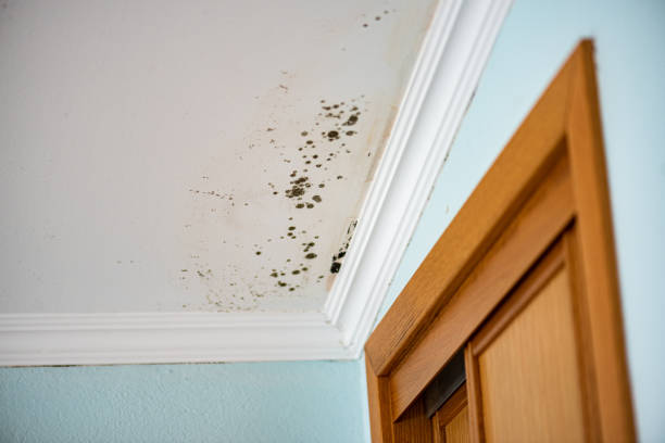 Best White Mold Remediation in Groesbeck, OH