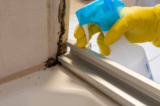 Best Health and Safety Mold Remediation in Groesbeck, OH