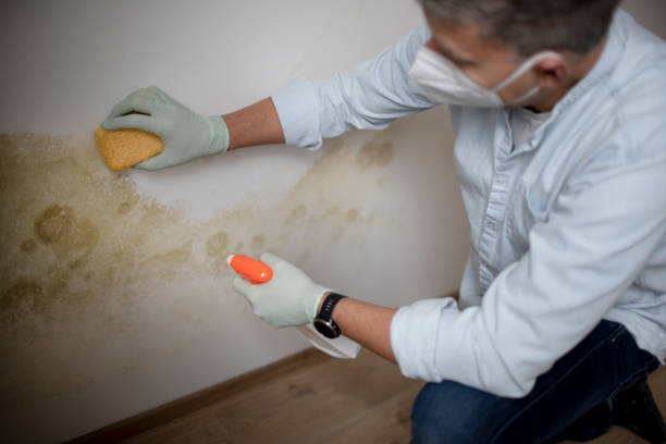 Best Residential Mold Remediation in Groesbeck, OH