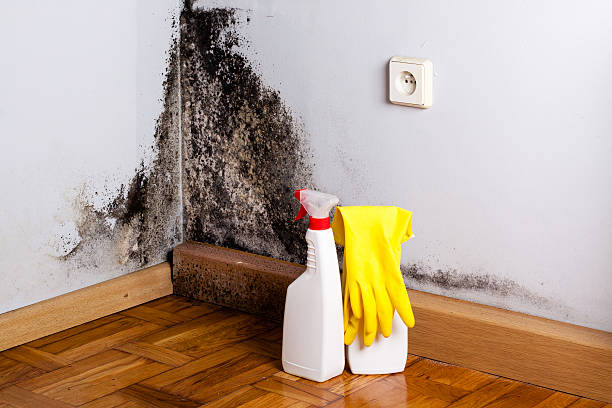 Best Industrial Mold Remediation in Groesbeck, OH